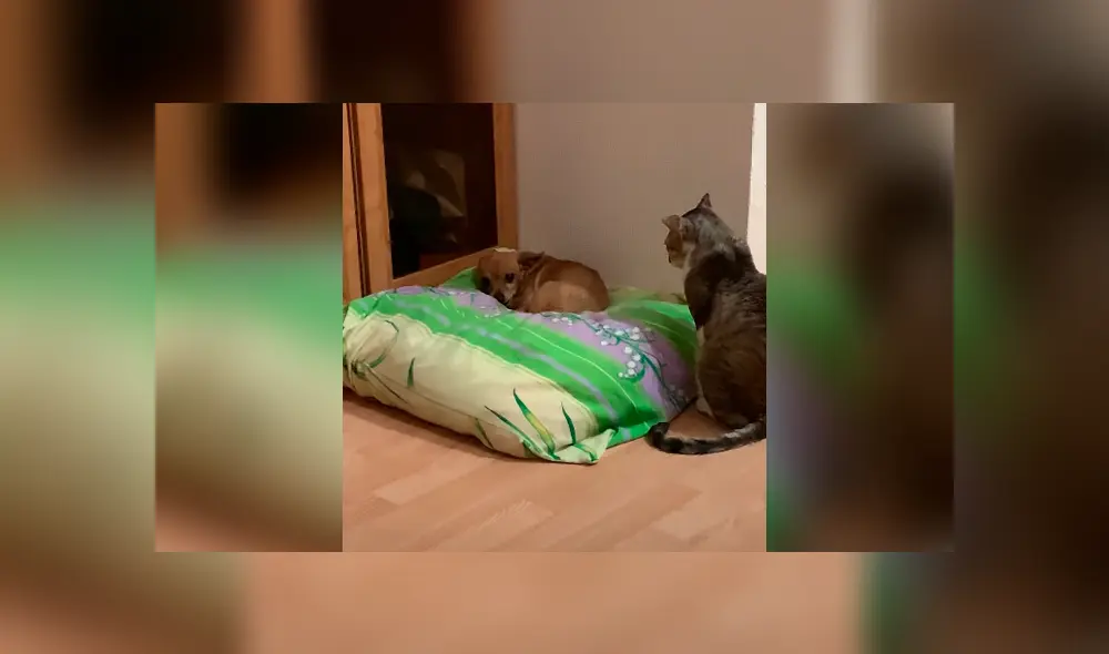 Desliza la imagen compartida en YouTube para verlas todas. Foto: ViralHog Desliza la imagen compartida en YouTube para verlas todas. Foto: ViralHog