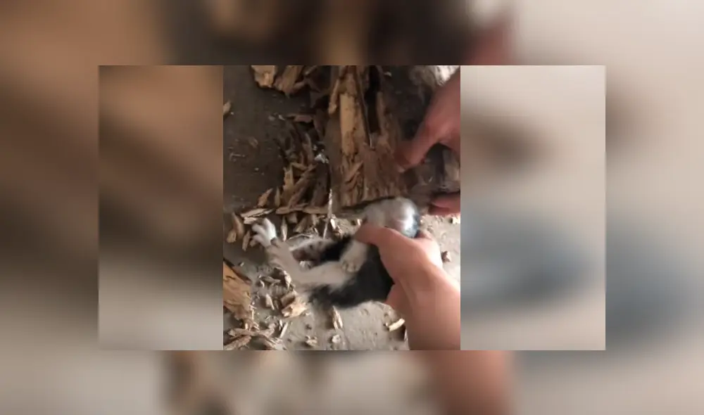 Facebook viral: travieso gato mete su cabeza en árbol, sin imaginar que su dueño lo liberaría con un hacha [VIDEO] 