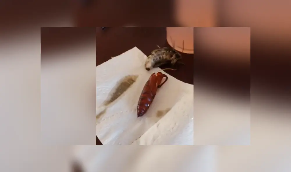 Una mujer grabó el instante en que su polilla logra salir de su capullo. Foto: TikTok Una mujer grabó el instante en que su polilla logra salir de su capullo. Foto: TikTok