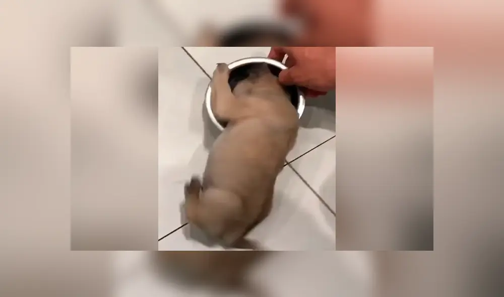 Desliza para ver el emotivo momento que se hizo viral en YouTube. Desliza para ver el emotivo momento que se hizo viral en YouTube.