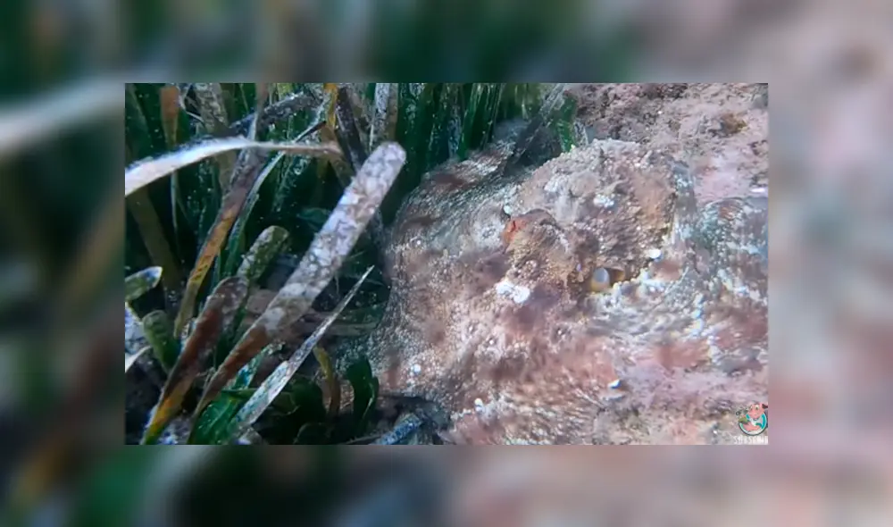 YouTube viral: se sumerge en el fondo del mar y capta a extraña criatura ‘invisible’ que lo aterra con su aspecto