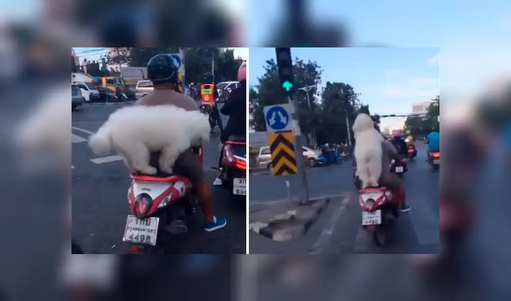 Video es viral en YouTube. Un hombre sacó a pasear a su perro en motocicleta, sin imaginar que el can se volvería famoso por su peculiar forma de viajar