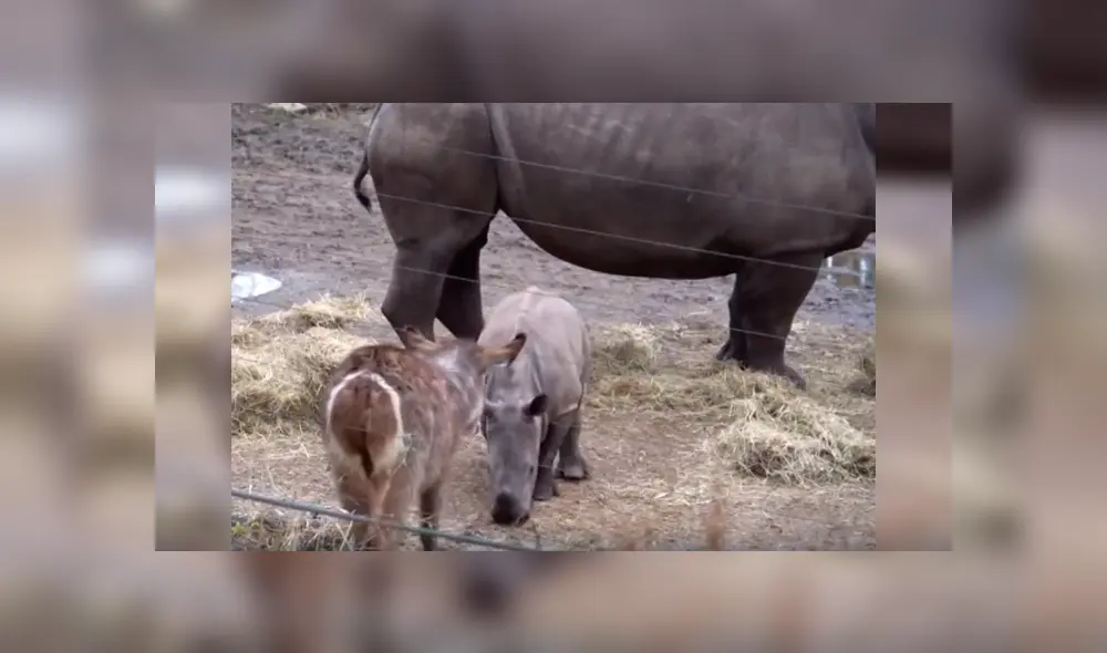Desliza las imágenes para observar la tierna conducta de un rinoceronte cuando se encuentra por primera vez con otros animales. Desliza las imágenes para observar la tierna conducta de un rinoceronte cuando se encuentra por primera vez con otros animales.