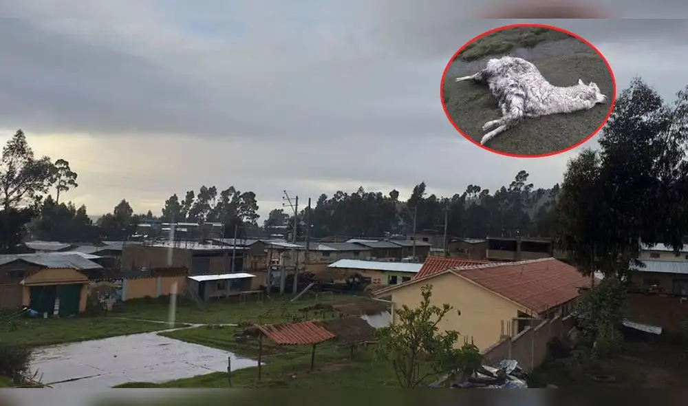 Tormentas eléctricas causan la muerte de animales y decenas quedan heridos. Tormentas eléctricas causan la muerte de animales y decenas quedan heridos.