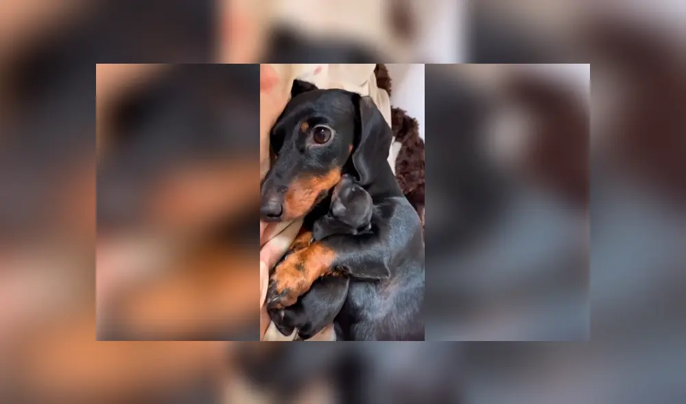 Desliza las imágenes para apreciar la amorosa acción de una perrita para presentar a su cría con su dueña. Foto: Captura.
