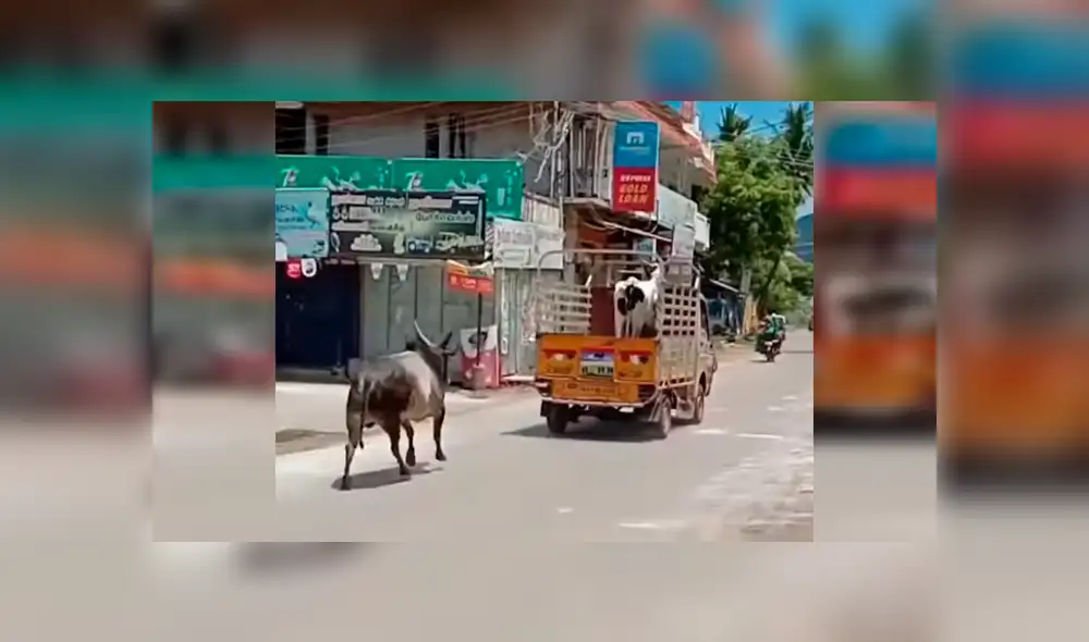 Desliza las imágenes hacia la izquierda para conocer la conmovedora historia de un toro junto a su ‘pareja’. Fotocaptura: Facebook. Desliza las imágenes hacia la izquierda para conocer la conmovedora historia de un toro junto a su ‘pareja’. Fotocaptura: Facebook.