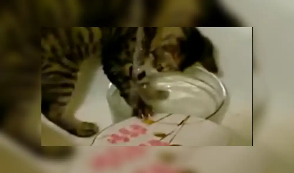 YouTube viral: Joven llega a su casa y descubre a gato realizando la limpieza del hogar [VIDEO]