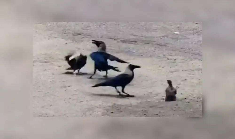El pichón estaba atrapado bajo las patas de uno de los cuervos, que quería devorarlo. Foto: captura