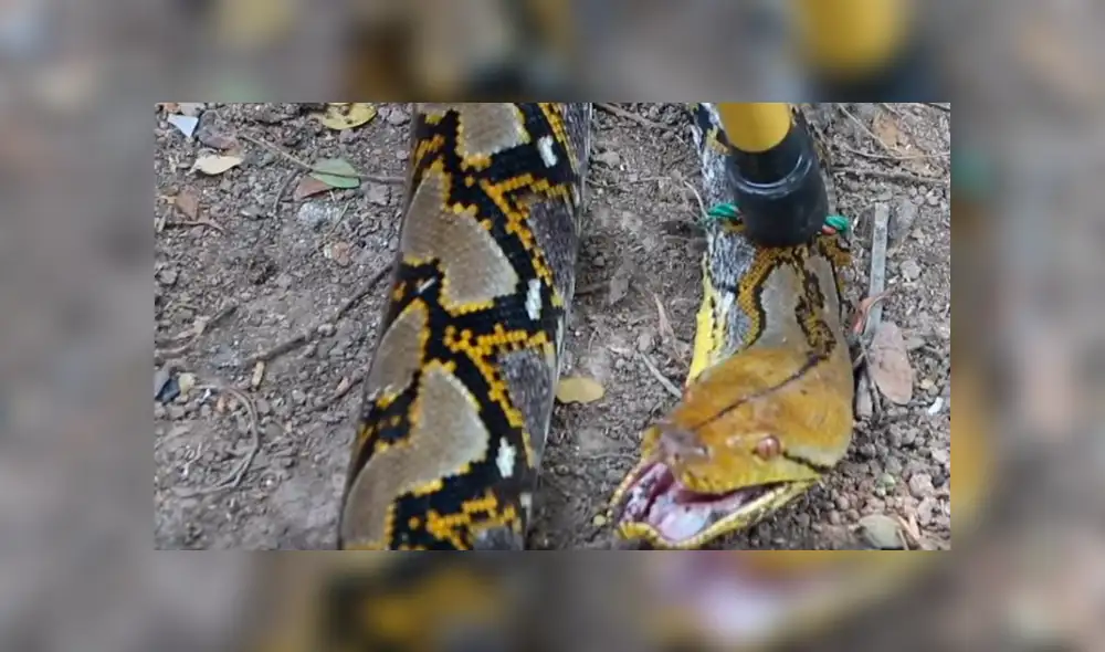 YouTube viral: misterioso animal ingresa a gallinero y deja "congelado" a granjero que notó cómo lucía [VIDEO]