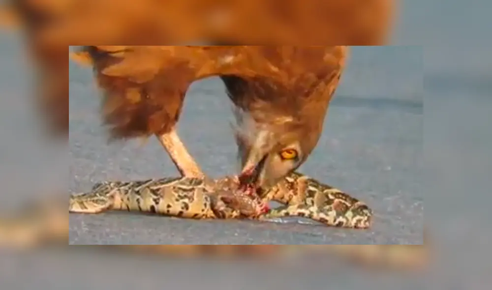 Video es viral en Facebook. Pese a los esfuerzos de la serpiente, el águila terminó imponiéndose y lo que sucedió después sorprendió a todos en las redes sociales. Foto: Captura.