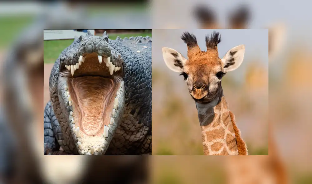 YouTube viral: Cocodrilo y jirafa luchan a muerte y leones devoran al perdedor [VIDEO] 