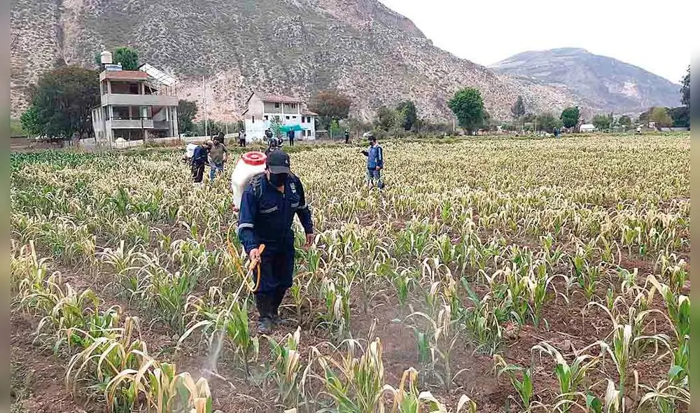daños. campos de papa y maíz fueron dañados por heladas