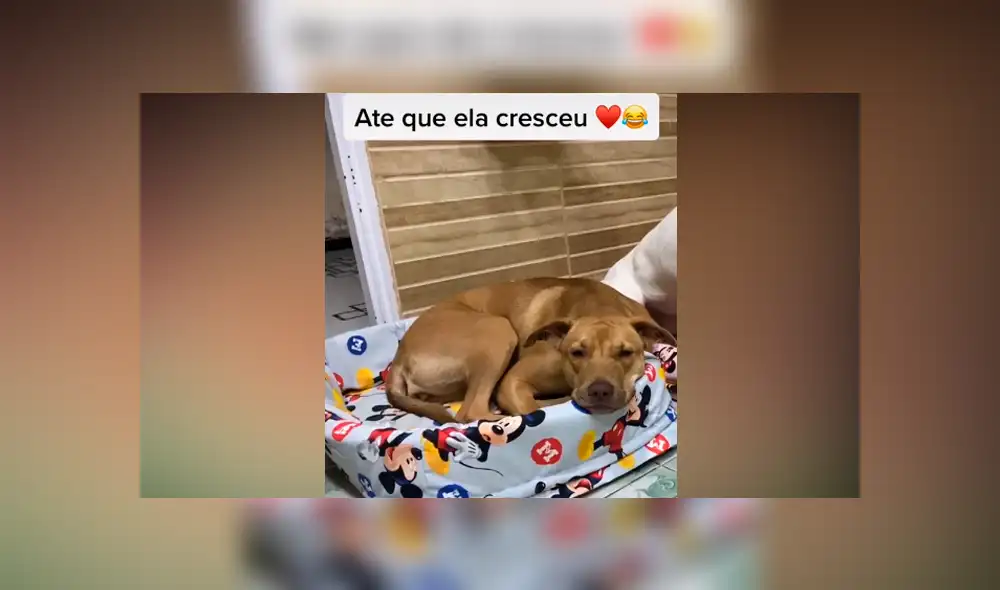 Desliza las imágenes para ver el increíble cambio que experimentó este presunto perro ‘pitbull’. Fotocapturas: Caroline Bittencourt/TikTok Desliza las imágenes para ver el increíble cambio que experimentó este presunto perro ‘pitbull’. Fotocapturas: Caroline Bittencourt/TikTok