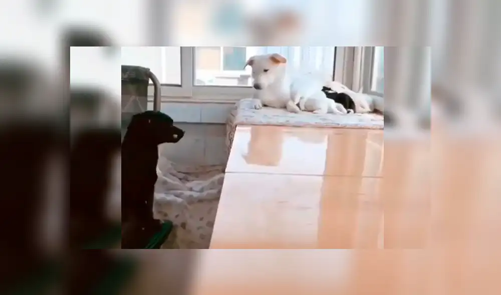 En Facebook, un perro conmovió al brindarle alimento a su pareja que estaba echada junto a sus bebés. En Facebook, un perro conmovió al brindarle alimento a su pareja que estaba echada junto a sus bebés.