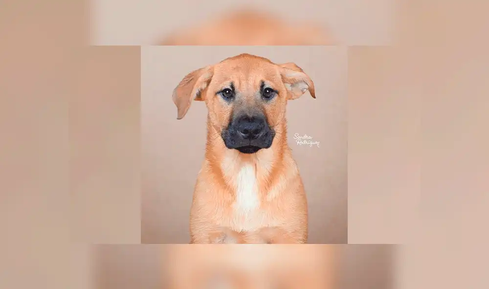 Perritos en adopción: Cachorros buscan un hogar. Foto: Instagram / Sandra Rodríguez