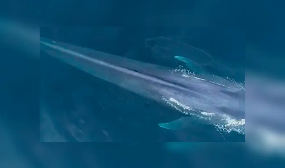 A través de un drone, investigadores captaron a una extraña ballena junto a su bebé. A través de un drone, investigadores captaron a una extraña ballena junto a su bebé.