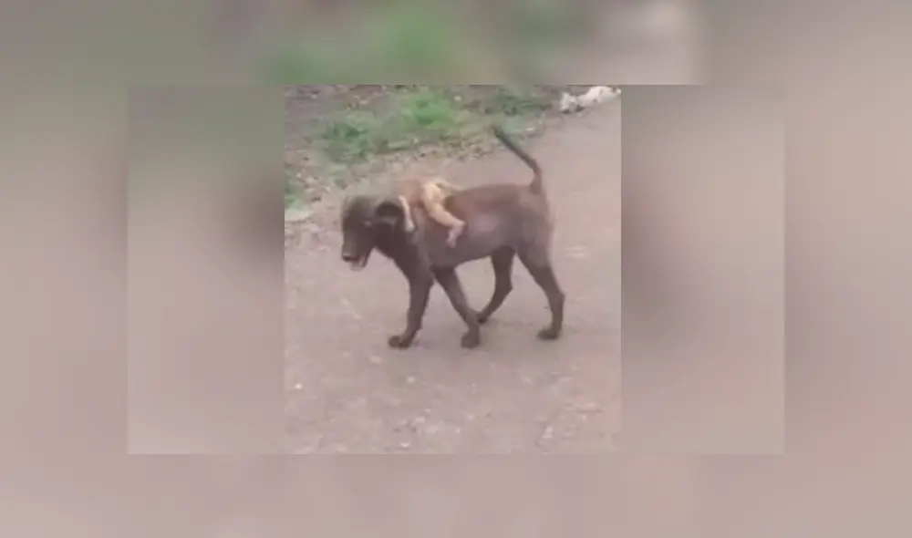 Desliza para ver los momentos más conmovedores del video que se hizo viral en Facebook.