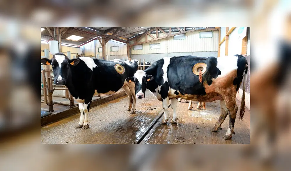 L214 denunció el caso con la publicación de vídeo. Fuente: AFP L214 denunció el caso con la publicación de vídeo. Fuente: AFP