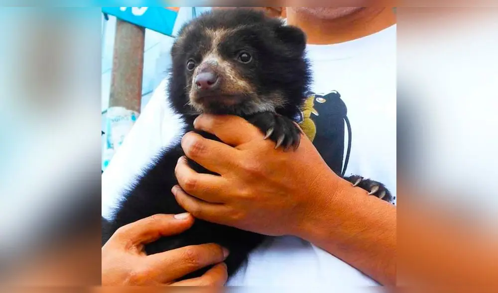 Oso de anteojos bebé fue rescatado en Puno. Foto: Difusión Serfor