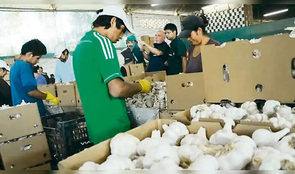 afectados. Empresas dedicadas a la exportación de ajo en Arequipa, se quedarán con sus cosechas debido a crisis por el coronavirus. afectados. Empresas dedicadas a la exportación de ajo en Arequipa, se quedarán con sus cosechas debido a crisis por el coronavirus.