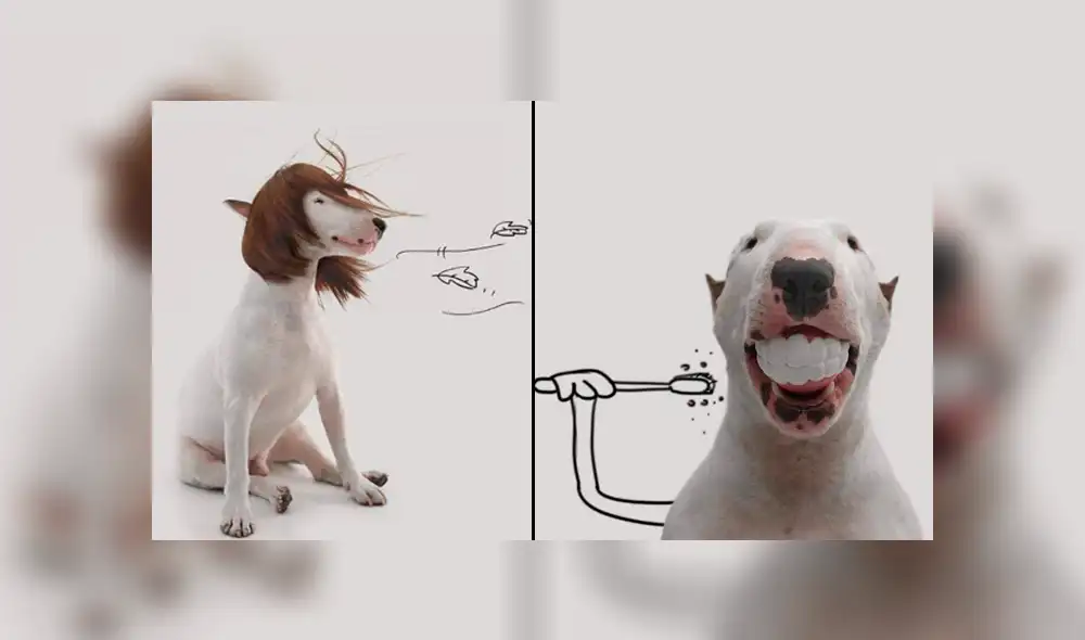 Facebook viral: le hace sesión fotográfica a su perro y divertido resultado enternece a miles Facebook viral: le hace sesión fotográfica a su perro y divertido resultado enternece a miles