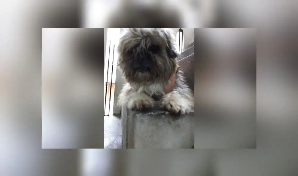 Los Olivos: ofrecen recompensa por mascota de 11 años extraviada