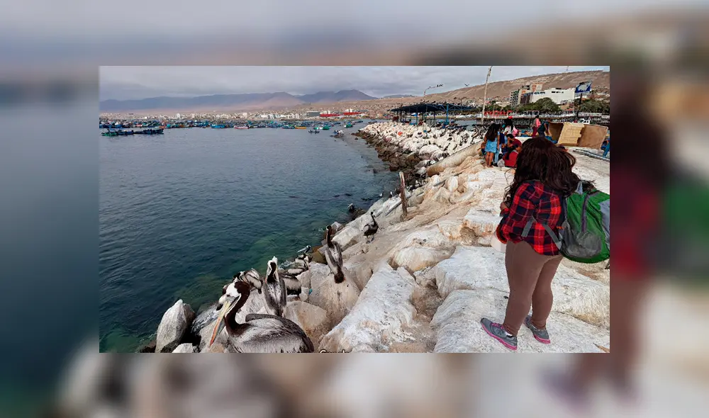 Google Maps: 'Extraña sirena' es hallada en orilla del mar de Moquegua y deja en impactado a miles [FOTOS]