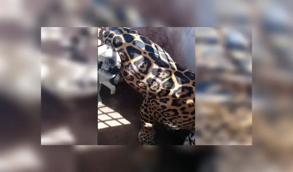 Facebook viral: terror por audaz perro que ingresa a jaula de jaguar enfurecido en México [VIDEO]