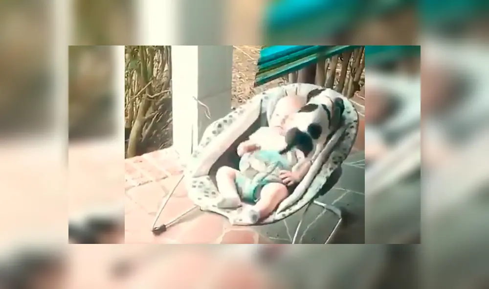 Cachorro se sube a la mecedora de un bebe para acompañarlo y protagoniza conmovedora escena [VIDEO]