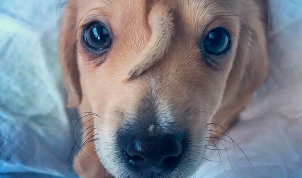 Narwhal perro unicornio Narwhal perro unicornio