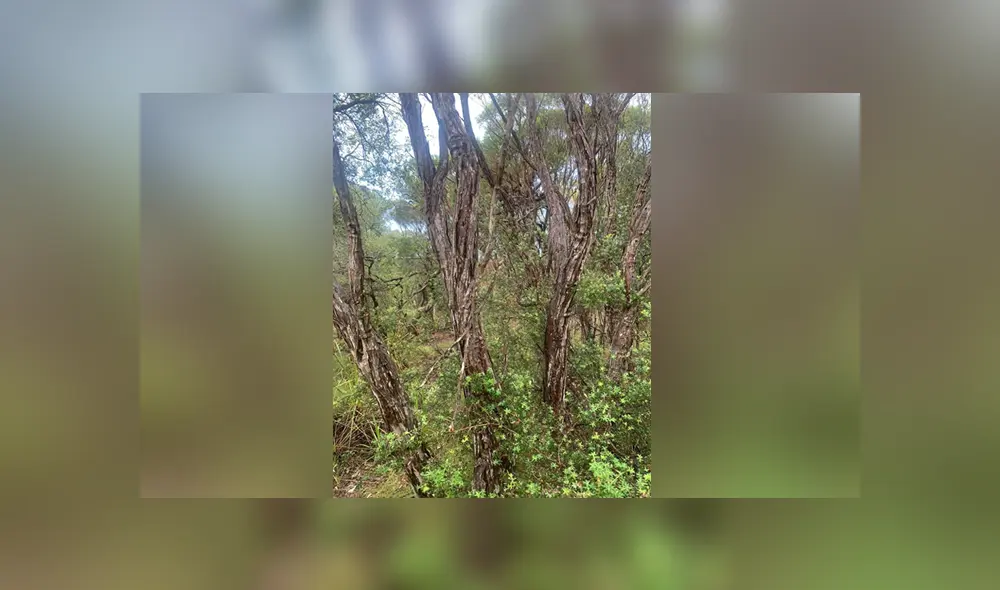 A través de Facebook se ha vuelto viral este desafío que muy pocos han logrado superar.