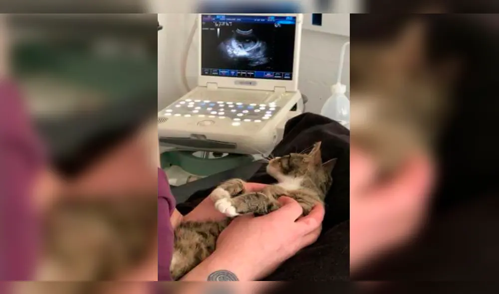 Facebook Viral: Divertida reacción de gata al "enterarse" que está preñada