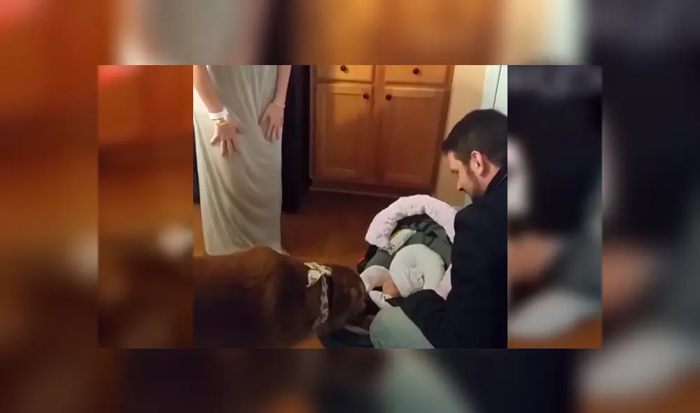 En Facebook, un perro se mostró emocionado al percatarse de la presencia de un bebé recién nacido. En Facebook, un perro se mostró emocionado al percatarse de la presencia de un bebé recién nacido.