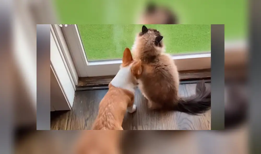 Desliza hacia la izquierda para ver las imágenes del viral de YouTube.