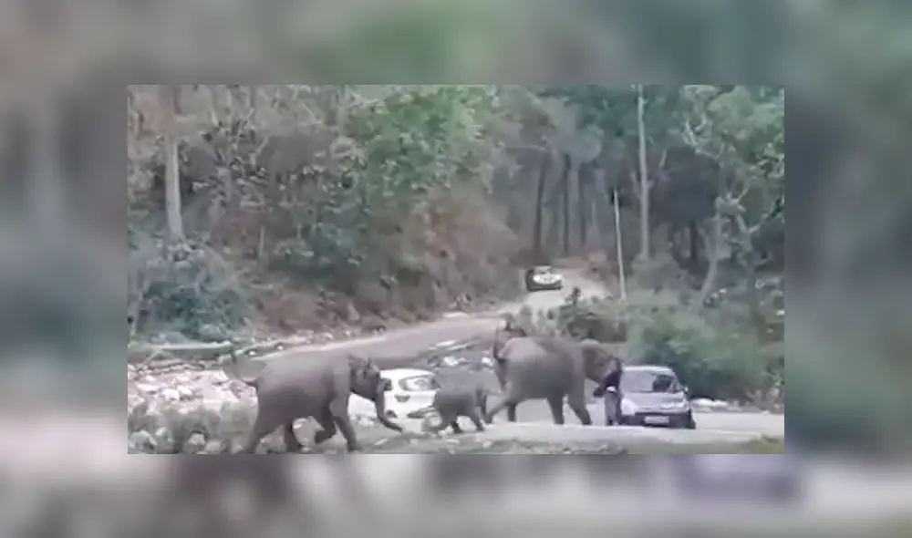 Elefantes notaron que unos vehículos estaban bloqueando su ruta y los empujaron hasta despejar su camino Elefantes notaron que unos vehículos estaban bloqueando su ruta y los empujaron hasta despejar su camino