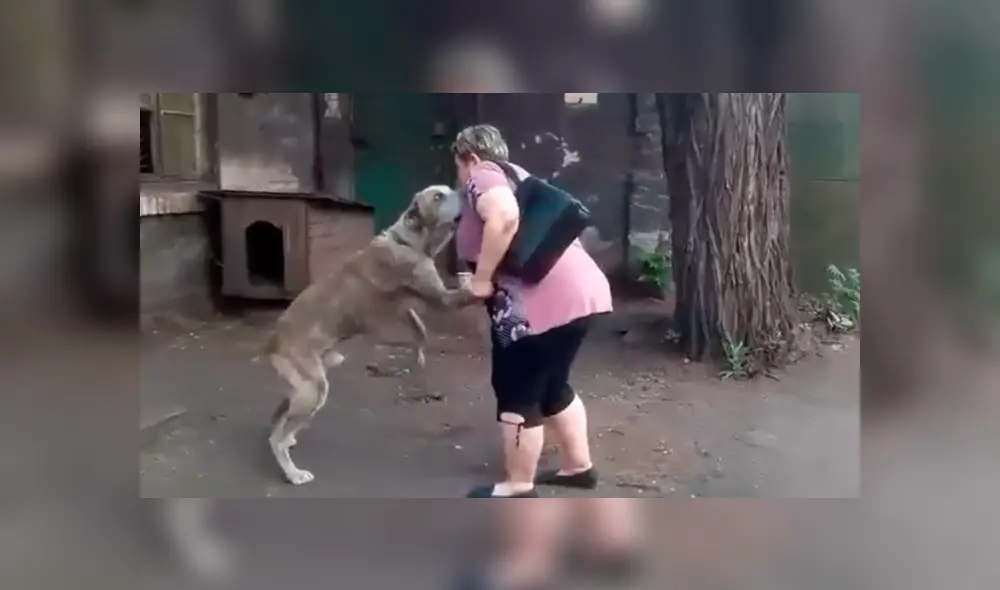 Conmovedor reencuentro de un perro con su dueña hace llorar a usuarios.