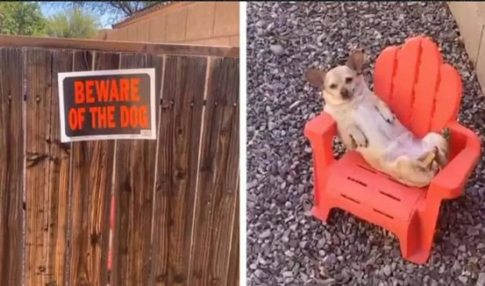 Desliza para ver las imágenes de la perrita Grace relajándose. Foto: @Scottyhubs Desliza para ver las imágenes de la perrita Grace relajándose. Foto: @Scottyhubs