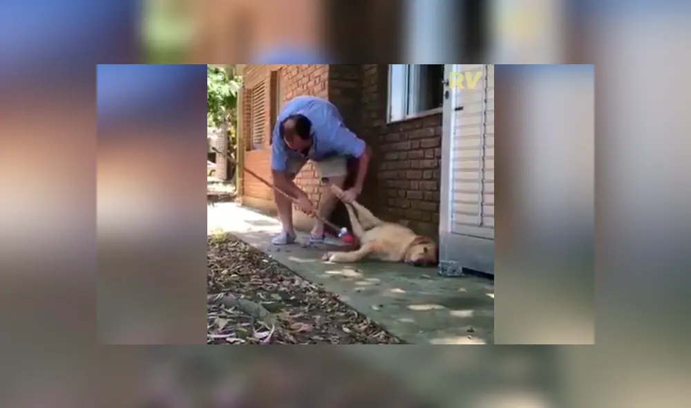 Desliza las fotografías para ver la increíble ‘travesura’ que hizo un perro para impedir que su dueño limpie la casa. Foto: Captura. Desliza las fotografías para ver la increíble ‘travesura’ que hizo un perro para impedir que su dueño limpie la casa. Foto: Captura.
