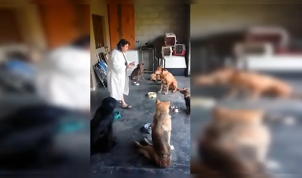 Facebook viral: mujer consigue que sus perros recen antes de comer y asombra al mundo [VIDEO]