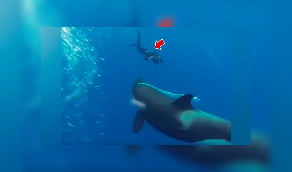 ‘Ballena asesina’ descubre a buzo en su territorio, se acerca y ocurre lo impensado [VIDEO]