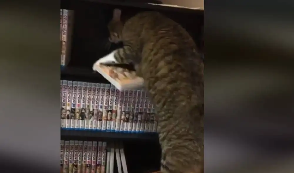 Desliza las imágenes para ver la secuencia del viral. Foto: Captura/TikTok Desliza las imágenes para ver la secuencia del viral. Foto: Captura/TikTok