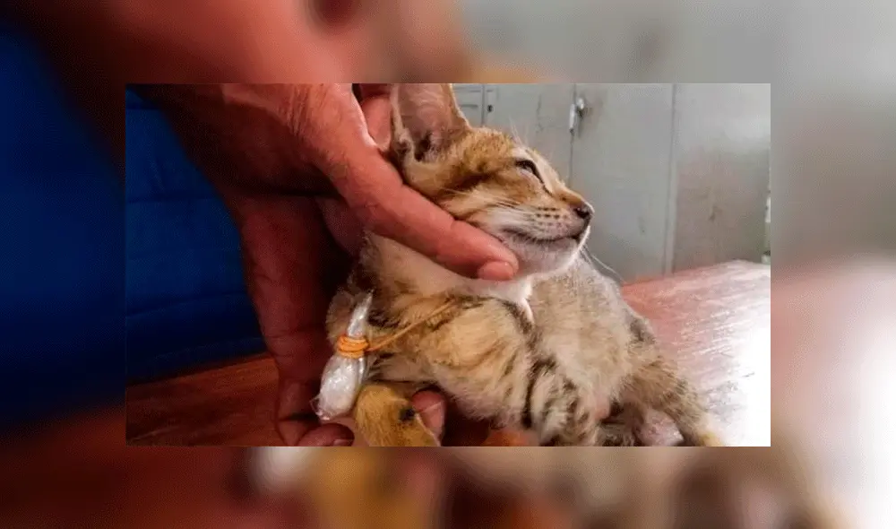 Los oficiales aseguran que el gato era usado para contrabandear droga. Foto: AFP.