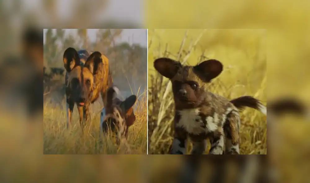 Desliza hacia la izquierda para ver las imágenes del viral de YouTube.