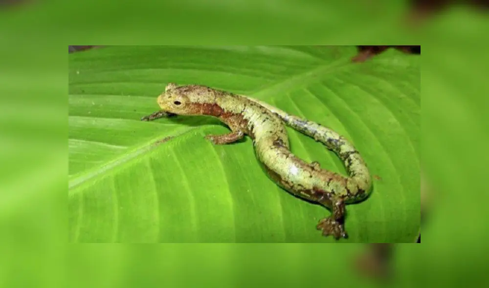 Las salamandras pueden regenerar tejidos como su cola. Foto: EFE
