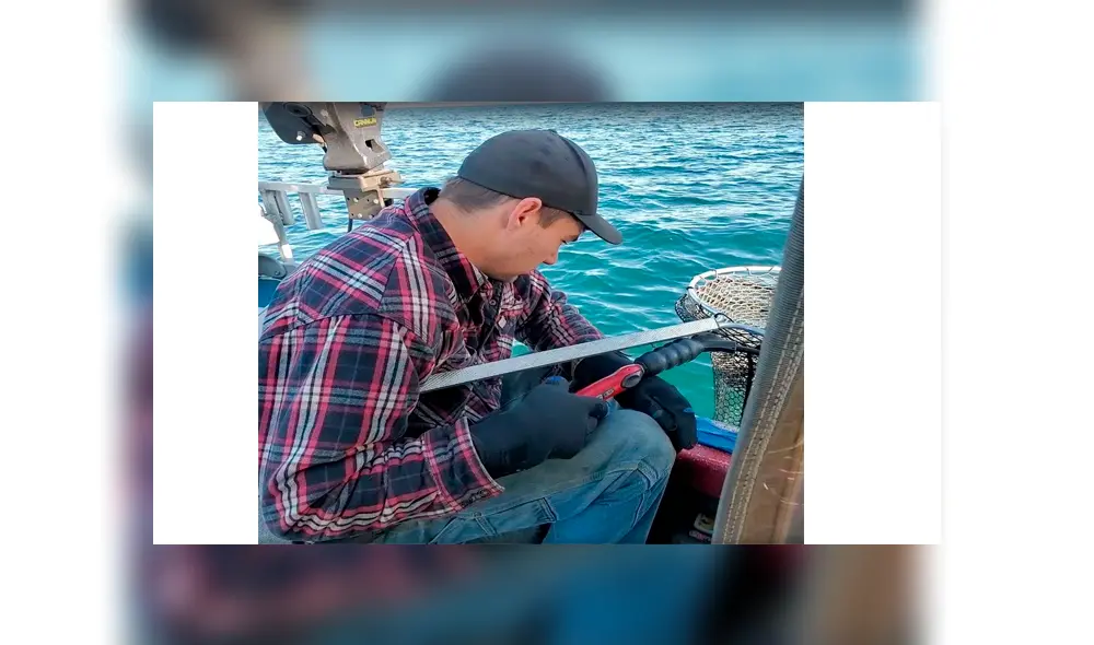 Facebook viral - gato montés Facebook viral - gato montés