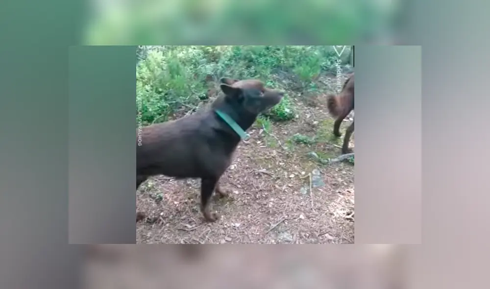 Un chico terminó con los pelos de punta luego de grabar un video viral de Facebook el aspecto de unas extrañas estatuas de perros en medio del bosque.