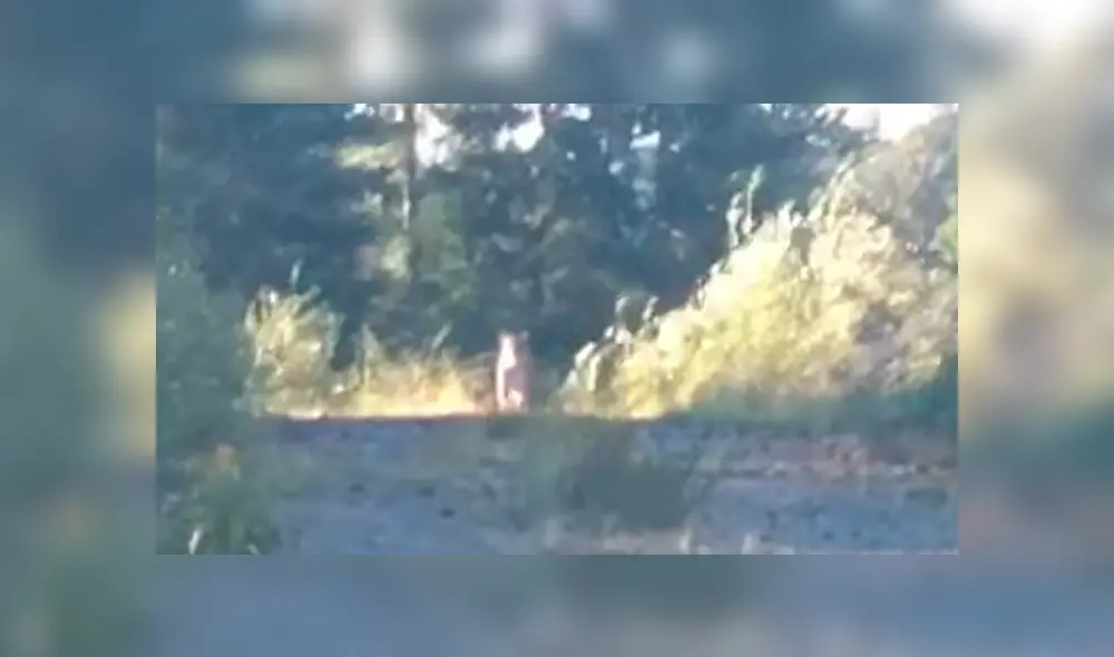La mujer grabó el momento en el que el puma la acechaba. Foto: captura /LR
