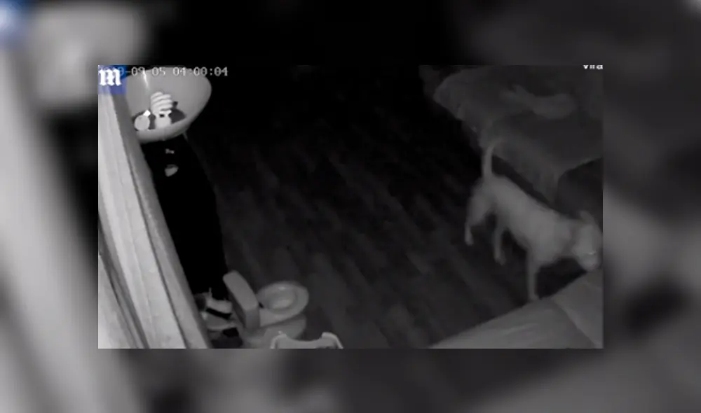 Video en Facebook grabado por cámara de seguridad revela el peor secreto de un pequeño perro. Video en Facebook grabado por cámara de seguridad revela el peor secreto de un pequeño perro.