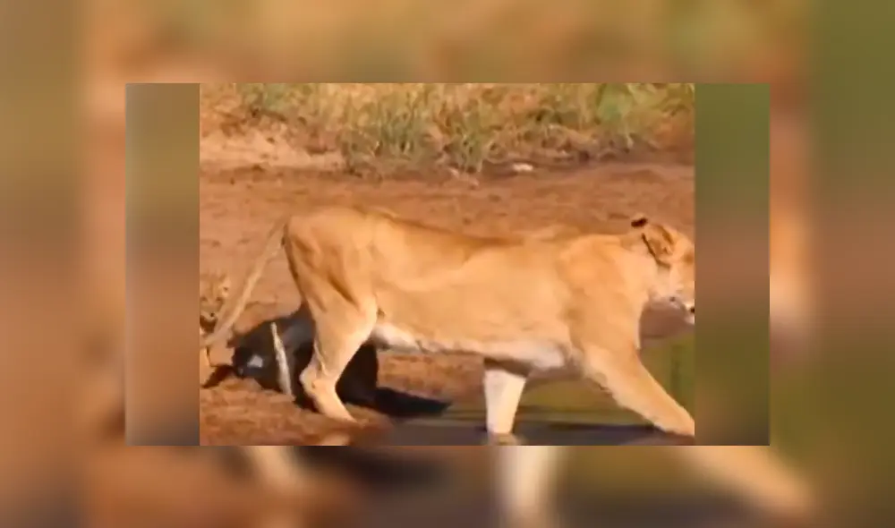 YouTube viral: turista que hacía safari en la selva graba conmovedor momento de familia de leones. YouTube viral: turista que hacía safari en la selva graba conmovedor momento de familia de leones.