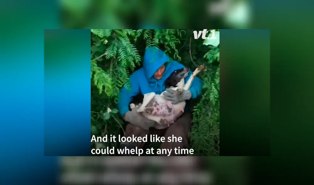 Desliza las fotografías para ver el dramático rescate que tuvo una perrita preñada cuando iba a dar a luz a sus bebés. Foto: Captura.